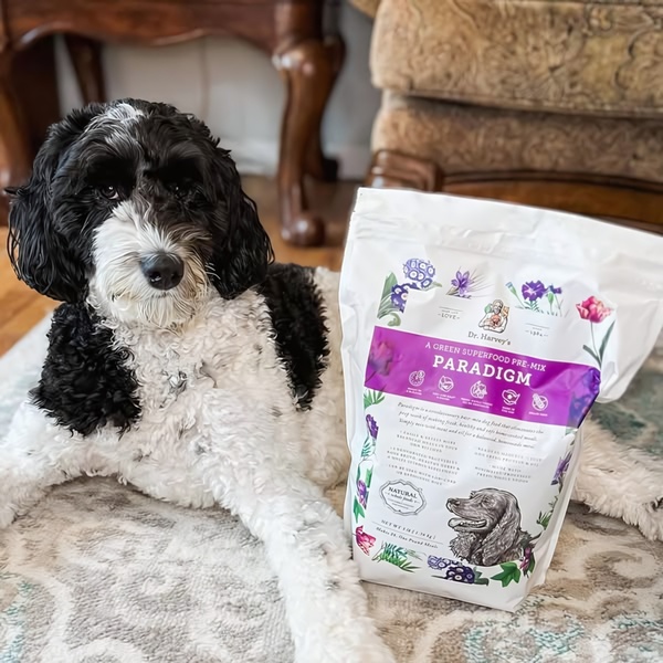 A high-quality 1:1 image featuring a dog sitting next to a bag of Dr. Harvey's Paradigm green superfood pre-mix in a comfortable home setting.
